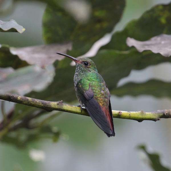 Rufous-tailed Hummingbird